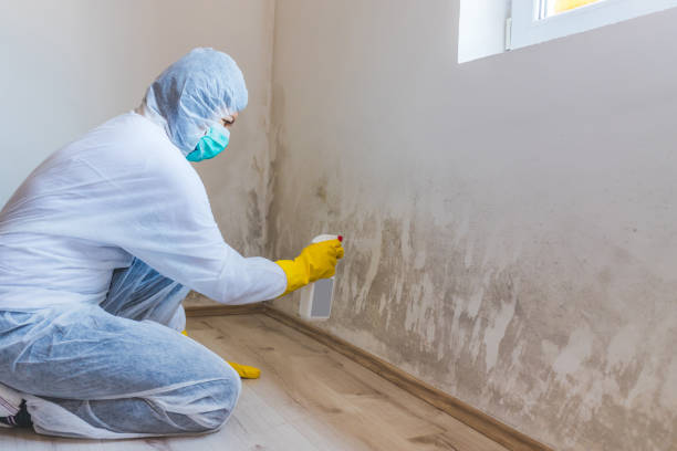 Licensed Attic Mold Removal service in Woodbury Heights, NJ - WQB Mold Removal