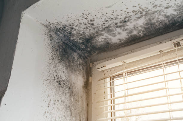 Affordable Attic Mold Removal solutions in Woodbury Heights, NJ