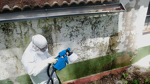 Top rated local Attic Mold Removal specialists in Woodbury Heights, NJ